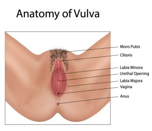 vulvar vestibulectomy