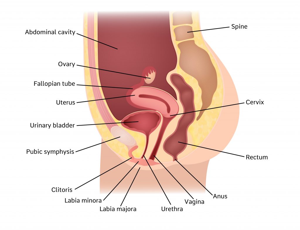 The Vaginal Introitus: Anatomy, Health Conditions, and Care