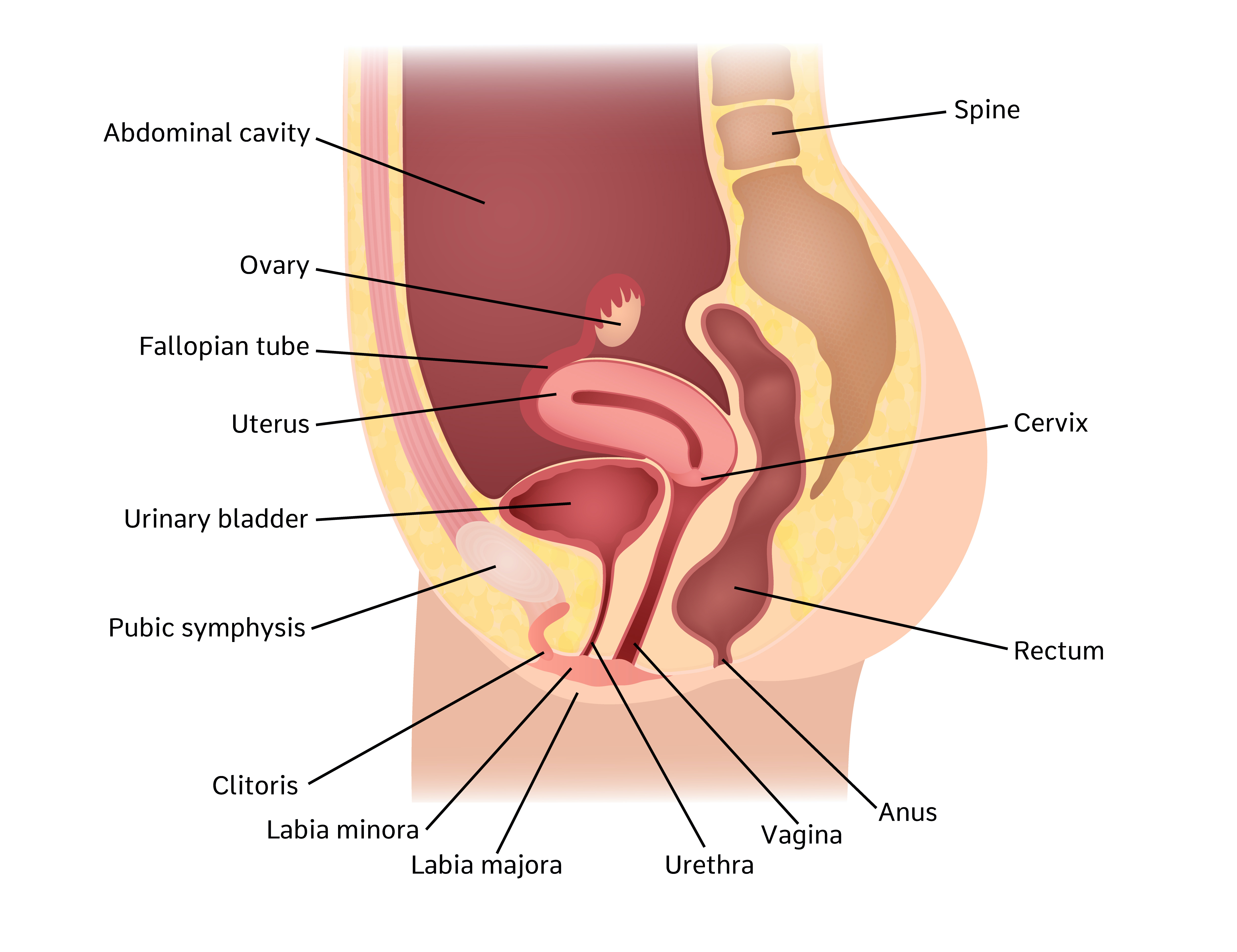 Pelvic and Genital Anatomy: Frequently Asked Questions - Foundation for  Female Health Awareness